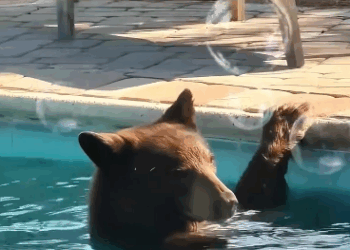 C3010014_Forest rangers found weak orphaned bear cub then happened_part2