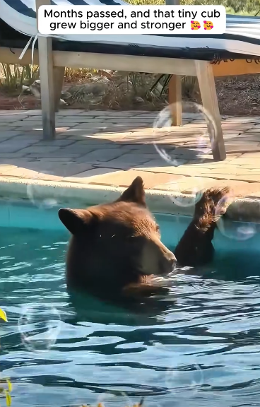 C3010014_Forest rangers found weak orphaned bear cub then happened_part2