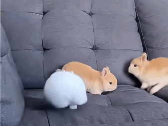 C3010015_man rescued nest of baby rabbits but never expected #anima…_part2