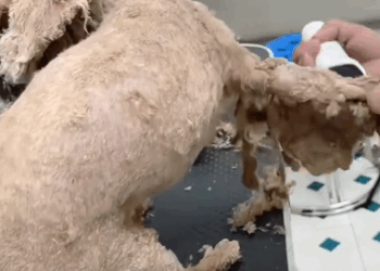 C3110001_Recuse poor abandoned puppy long dirty hair will you save…_part2