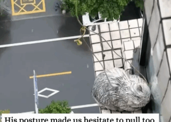 C3110002_Rescue cat trapped outside window on 30th floor #rescue #an…_part2