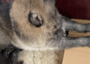 C3110003_It was not until later realized puppy wasn dog then_part2