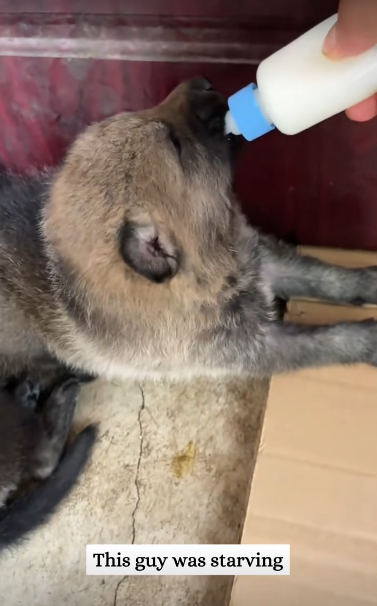 C3110003_It was not until later realized puppy wasn dog then_part2