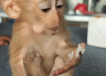 C3110004_Rescue baby monkey was abandoned then #rescue #fyp #animal…_part2