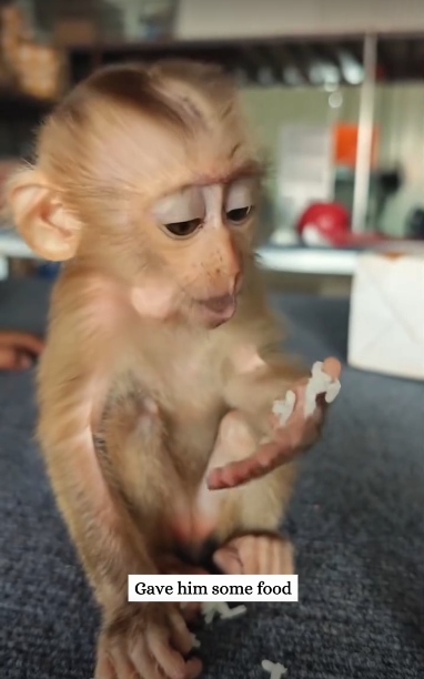 C3110004_Rescue baby monkey was abandoned then #rescue #fyp #animal…_part2