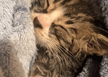 C3110005_Rescue kitty was almost torn into pieces then #rescue #fyp…_part2