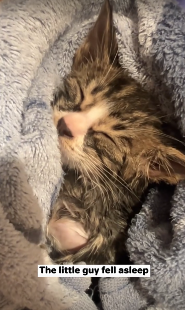 C3110005_Rescue kitty was almost torn into pieces then #rescue #fyp…_part2