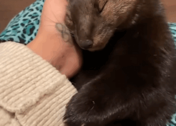 C0301004 Adopt Sable _part2