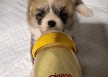 C3110006_Rescue born puppy is stiff #fyp #rescue #anime #animals #a…_part2