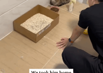 C3110007_Rescue kitty fell off roof of cat then #fyp #rescue #a…_part2