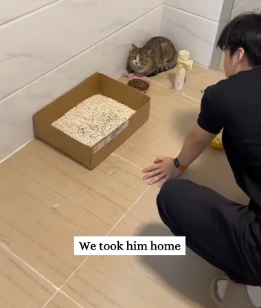 C3110007_Rescue kitty fell off roof of cat then #fyp #rescue #a…_part2