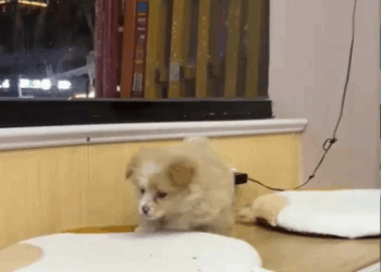 C3110008_Rescue an abandoned puppy then #fyp #rescue #anime #dog #puppy_part2