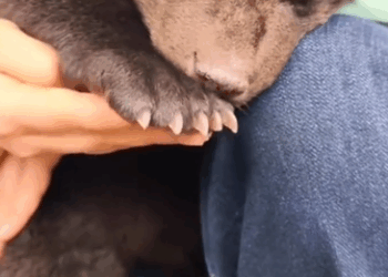 C3110009_Rescue drowning baby bear then #fyp #rescue #anime #foryoupage_part2