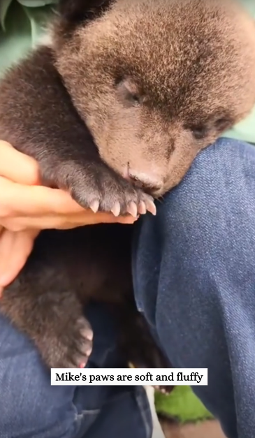 C3110009_Rescue drowning baby bear then #fyp #rescue #anime #foryoupage_part2