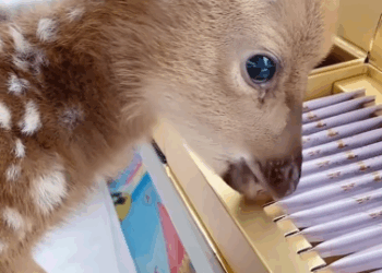 C3110010_My dog found baby deer then #fyp #rescue #anime #foryoupage #an…_part2