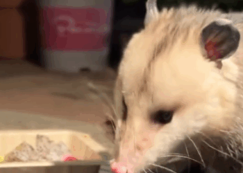 C3110011_adopted baby opossum was abandoned then #fyp #rescue #an…_part2