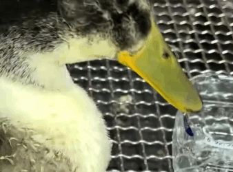 C3110012_Rescue duck trapped under ice#rescue #fyp #animals #duck_part2
