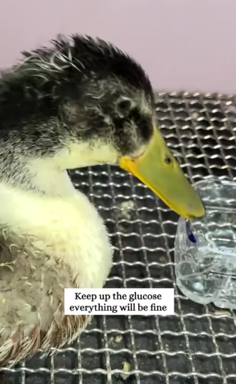 C3110012_Rescue duck trapped under ice#rescue #fyp #animals #duck_part2
