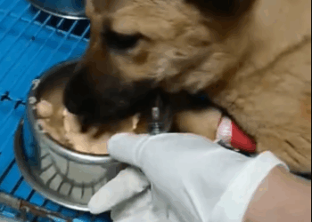 C3110013_Rescue puppy in car accident#rescue #fyp #animals #rescuedog #Anima…_part2