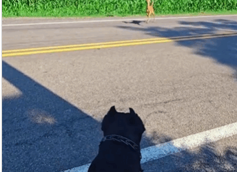 C3110014_My dog brought deer home as friend #rescue #animals #animalsoftik…_part2