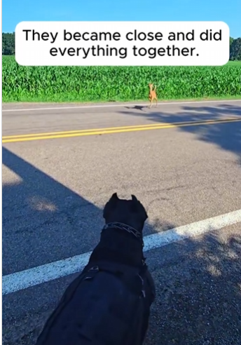 C3110014_My dog brought deer home as friend #rescue #animals #animalsoftik…_part2