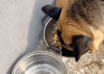 C3110015_warm loving father son duo #tiktok #foryou #cute #dog #pets #l…_part2