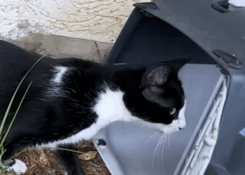 C0110005 Rescue family of cats _part2