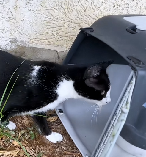 C0110005 Rescue family of cats _part2
