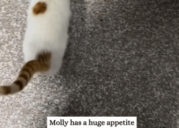 C0301005 came across cat allocation system then_part2