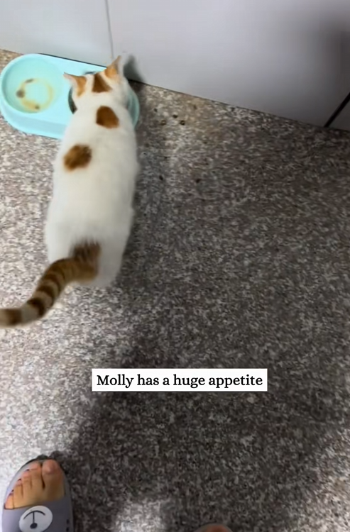 C0301005 came across cat allocation system then_part2