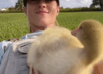 C0301006 couple rescued gosling was trapped under large rock then_part2