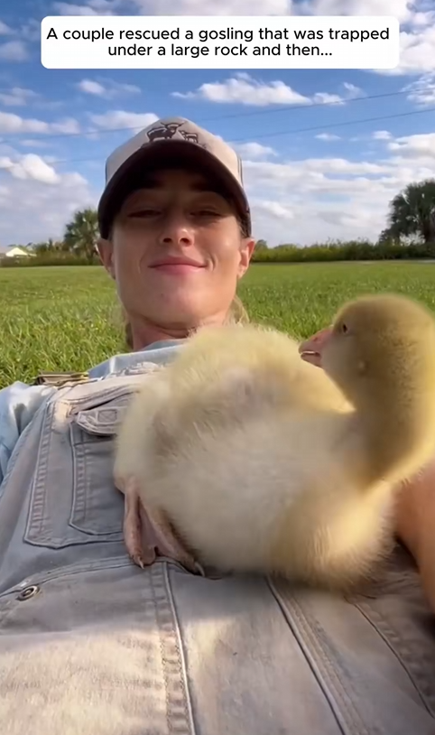 C0301006 couple rescued gosling was trapped under large rock then_part2