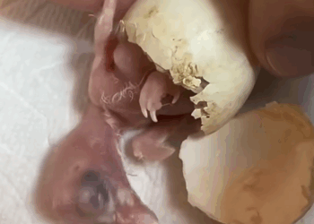 C0301007 Owl babies _part2