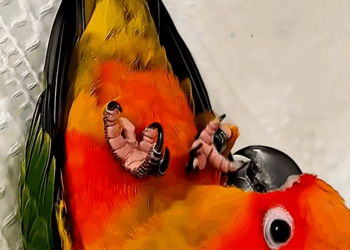 C0301008 parrot plucked out feathers to gift its owner _part2