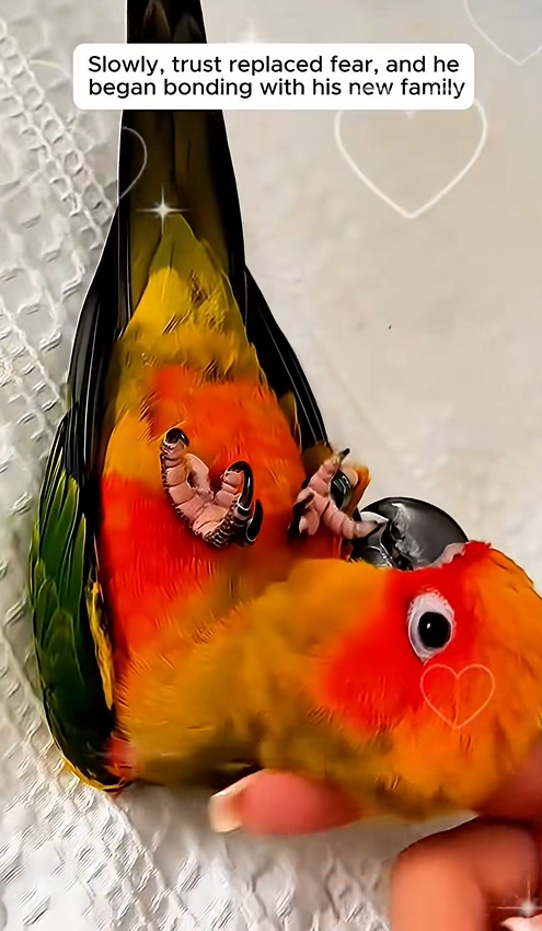 C0301008 parrot plucked out feathers to gift its owner _part2