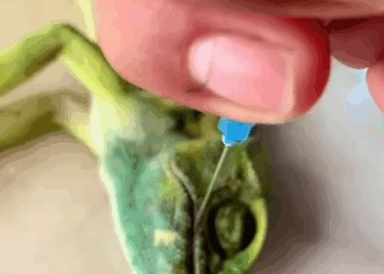 C0301009 Rescue chameleon _part2