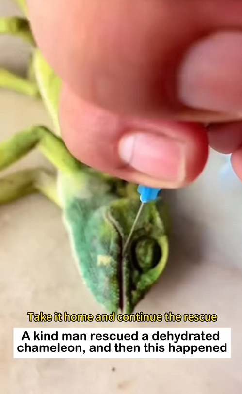 C0301009 Rescue chameleon _part2