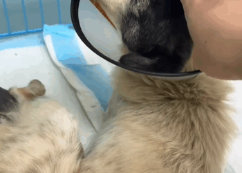 C0301010 Rescue sick dog then _part2