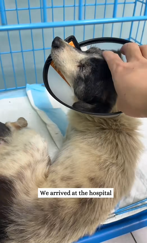 C0301010 Rescue sick dog then _part2