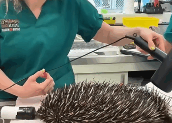 C0301011 rescued soaked echidna_part2