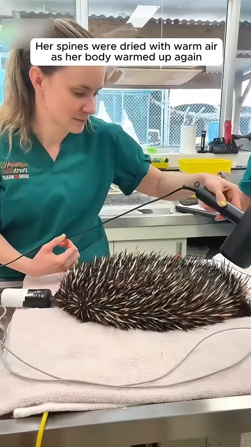 C0301011 rescued soaked echidna_part2