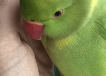 C0301012 Rescuing an injured _part2