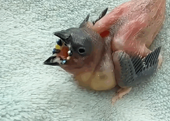 C0301013 Rescuing Last Egg Ants!_part2