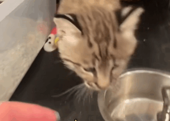 C0301014 Rescuing lost bobcat baby _part2