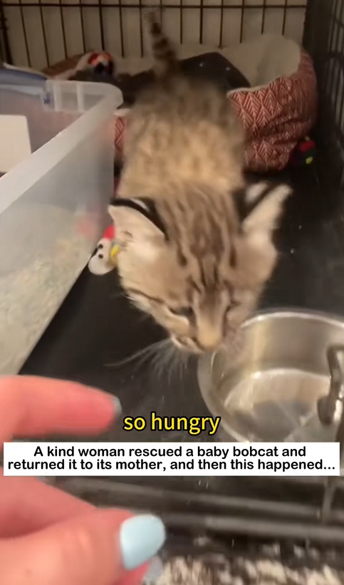 C0301014 Rescuing lost bobcat baby _part2