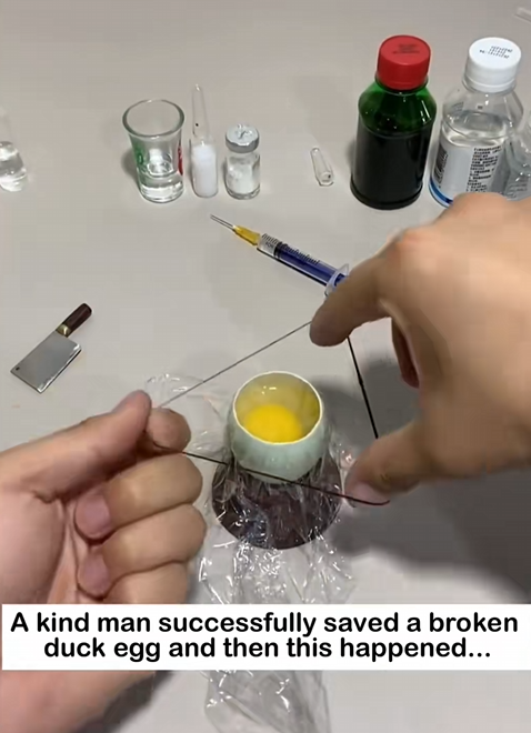 C0301015 Save duck egg _part2