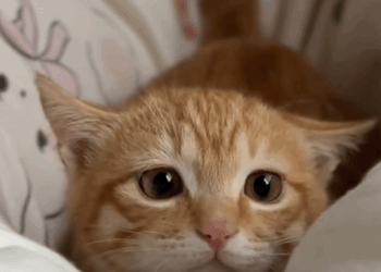 C0710001 adopted stray cat was abandoned then._part2