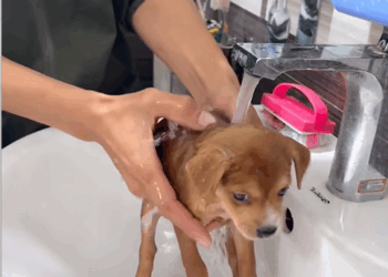 C0710002 found puppy then _part2