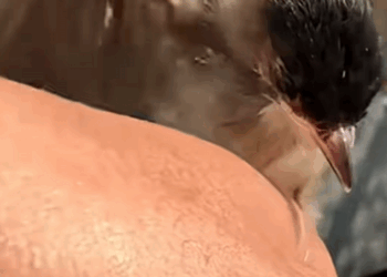 C0710004 My mother caught newborn bird. We raised it day to day_part2