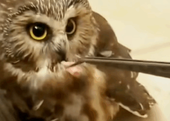 C0710005 On way, girl encountered small owl something no one expect_part2